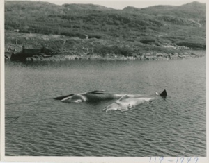Image: Whales in the water at Hawke's Harbor